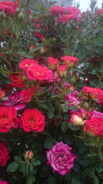  - Flori si trandafiri 2019 - 2
