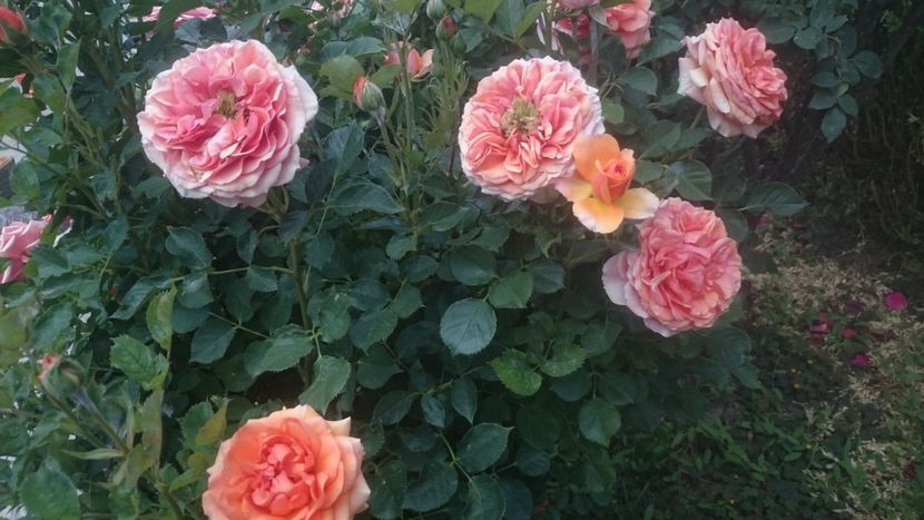  - Flori si trandafiri 2019 - 2