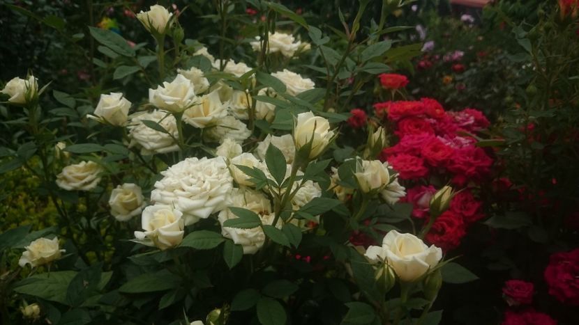  - Flori si trandafiri 2019 - 2