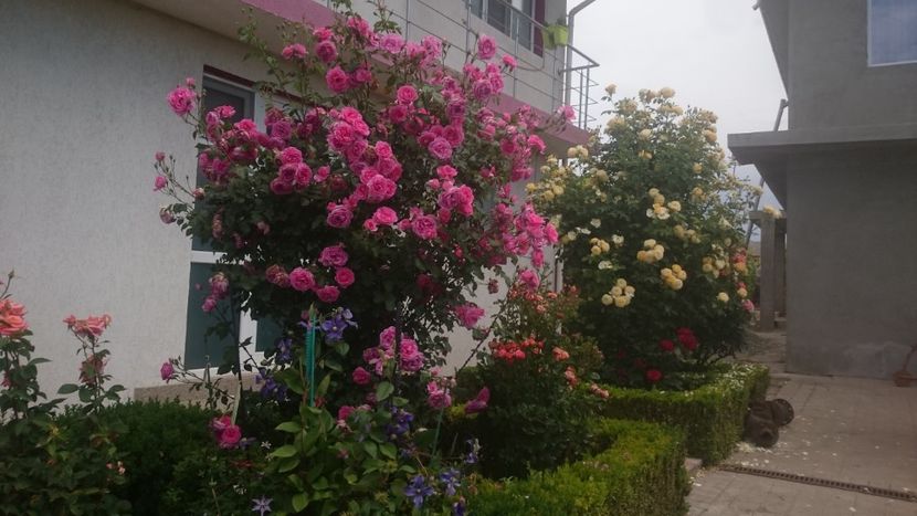  - Flori si trandafiri 2019 - 2