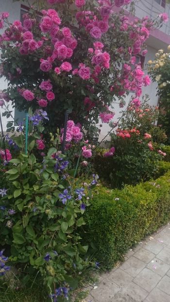  - Flori si trandafiri 2019 - 2