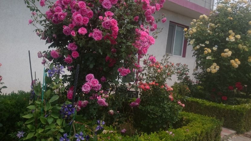  - Flori si trandafiri 2019 - 2