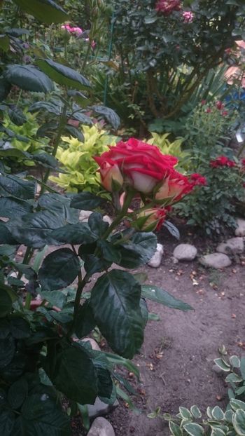  - Flori si trandafiri 2019 - 2