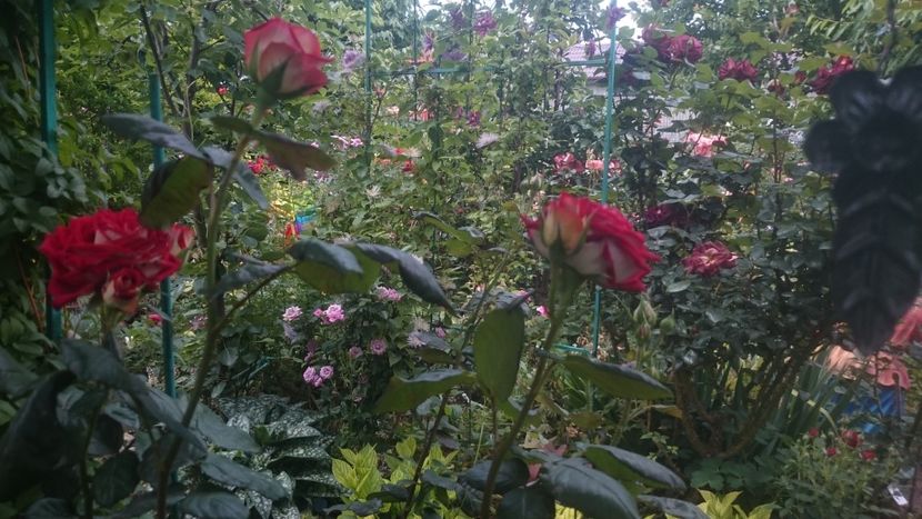  - Flori si trandafiri 2019 - 2