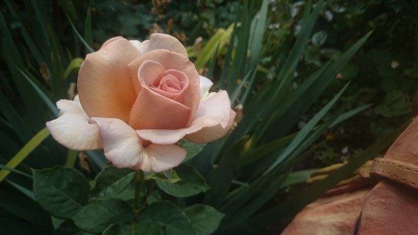  - Flori si trandafiri 2019 - 2