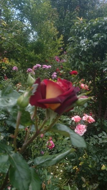  - Flori si trandafiri 2019 - 2