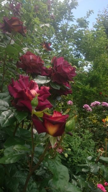  - Flori si trandafiri 2019 - 2