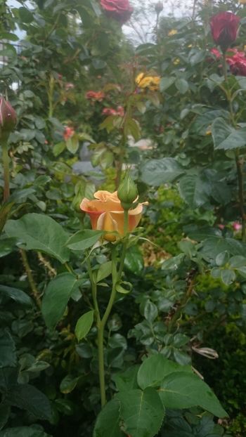  - Flori si trandafiri 2019 - 2