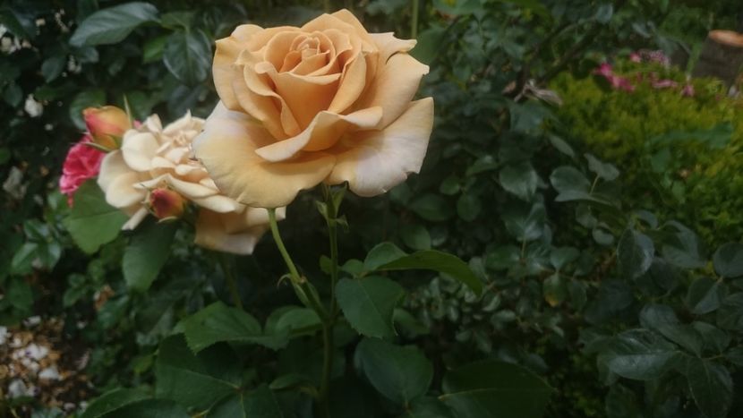  - Flori si trandafiri 2019 - 2