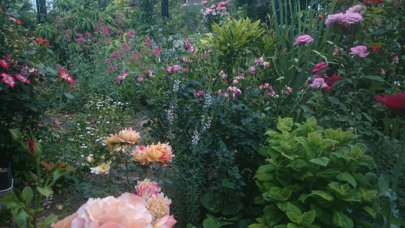  - Flori si trandafiri 2019 - 2