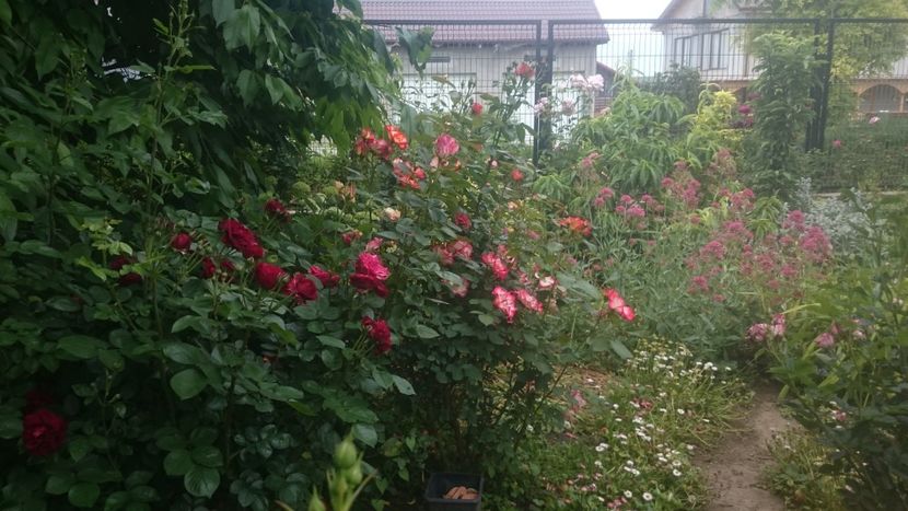  - Flori si trandafiri 2019 - 2