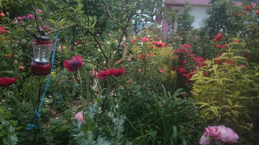  - Flori si trandafiri 2019 - 2