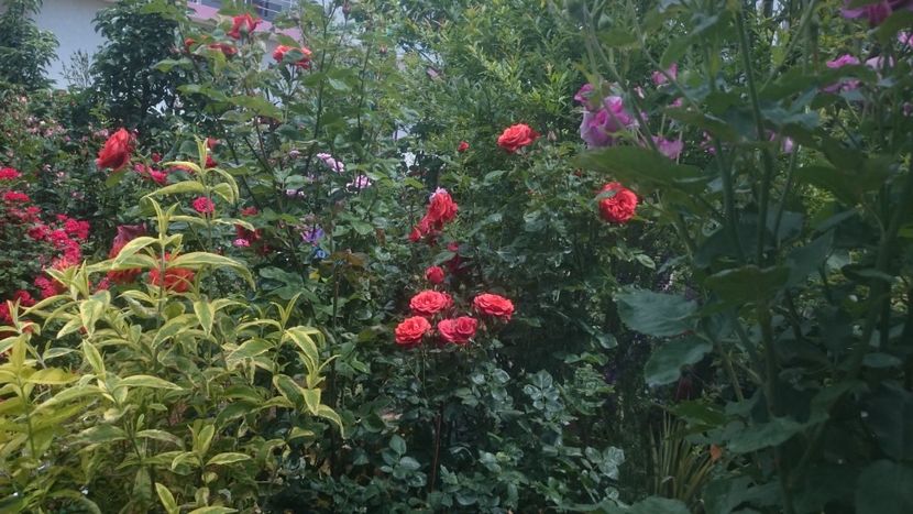  - Flori si trandafiri 2019 - 2