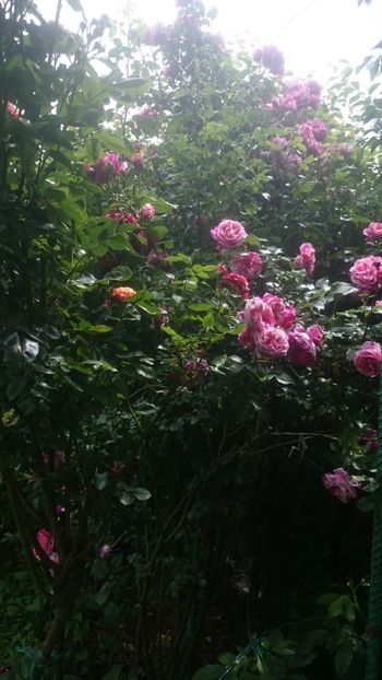  - Flori si trandafiri 2019 - 2