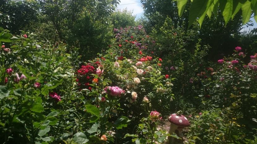  - Flori si trandafiri 2019 - 2