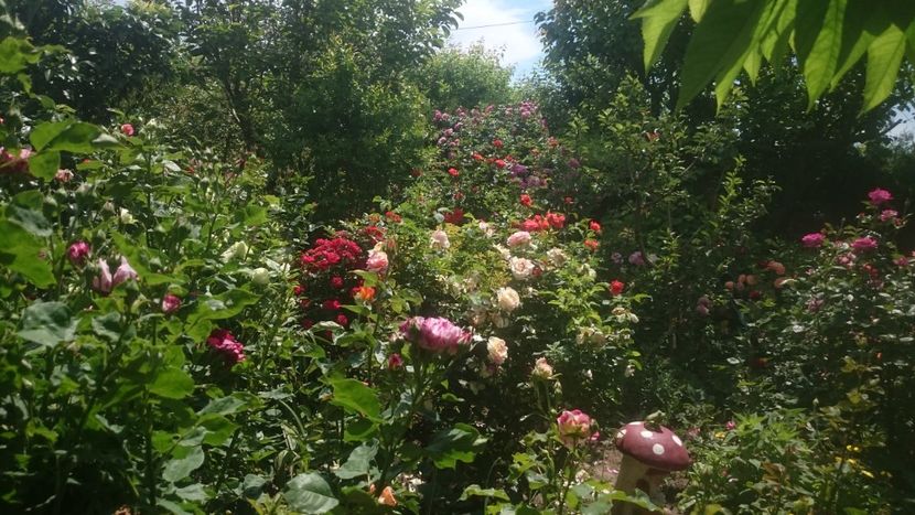  - Flori si trandafiri 2019 - 2