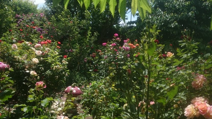  - Flori si trandafiri 2019 - 2