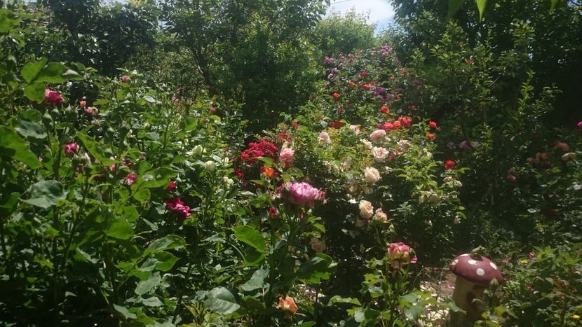  - Flori si trandafiri 2019 - 2