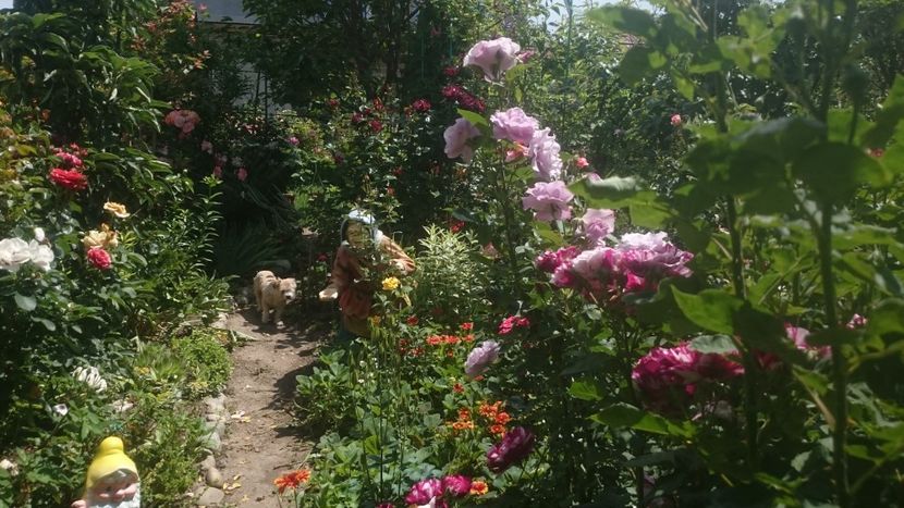  - Flori si trandafiri 2019 - 2