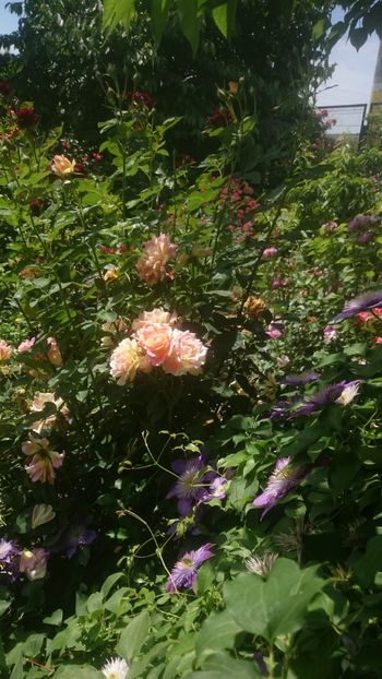  - Flori si trandafiri 2019 - 2