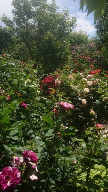  - Flori si trandafiri 2019 - 2