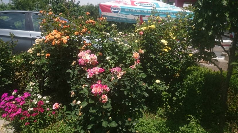  - Flori si trandafiri 2019 - 2