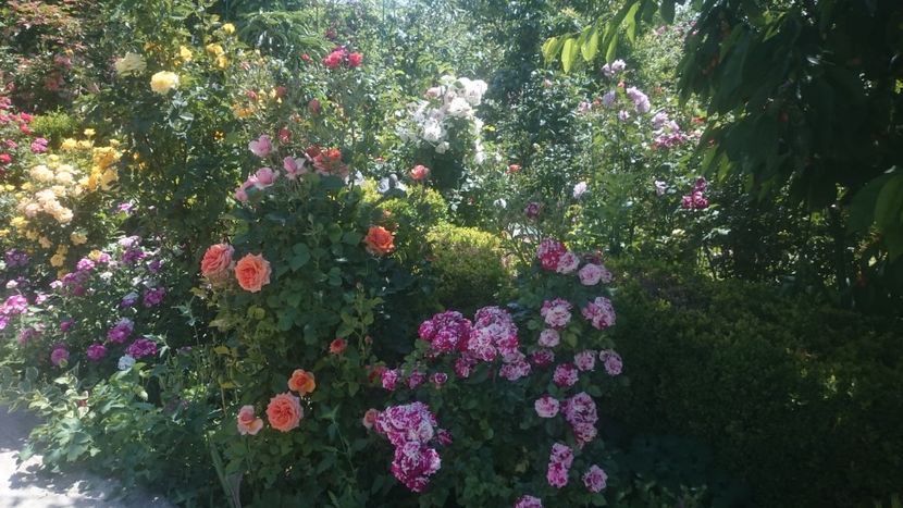  - Flori si trandafiri 2019 - 2