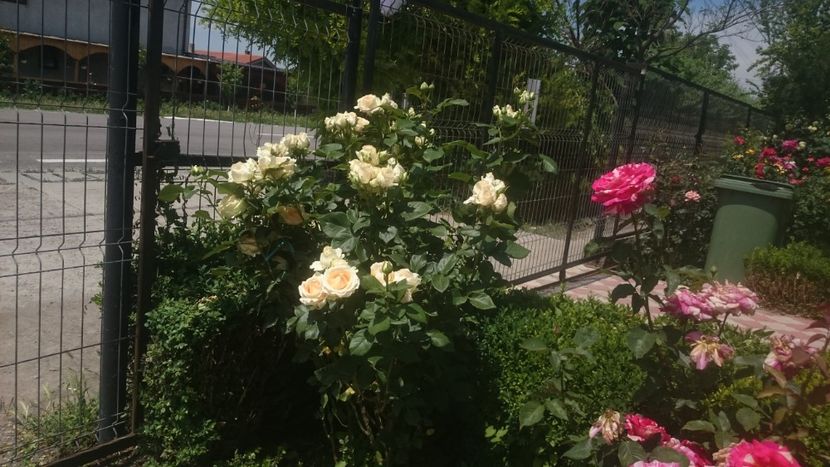  - Flori si trandafiri 2019 - 2