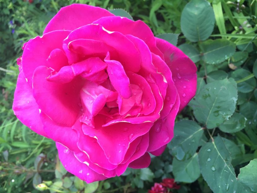 30CC7FD4-D811-4EFC-8A0B-23724710608E - Trandafiri 2019 II