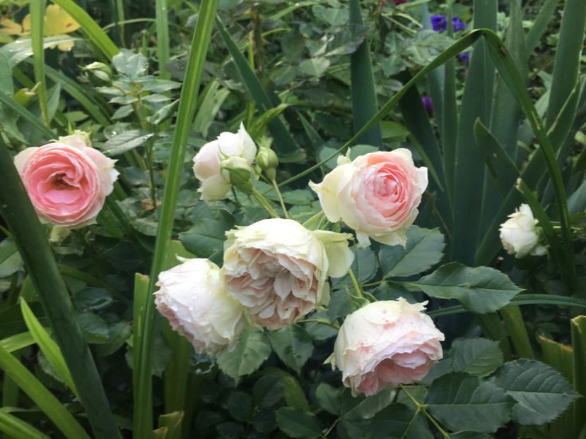 615B3CEF-AACF-4EBB-A03D-E62C5BC3D3DD - Trandafiri 2019 II