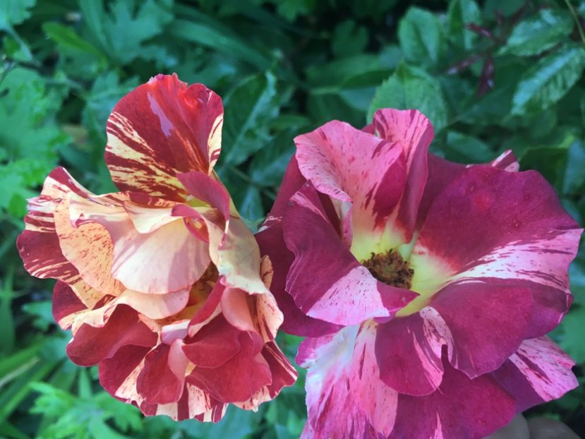 35C459D4-3D4A-4205-924F-EC32F8892FBD - Trandafiri 2019 II