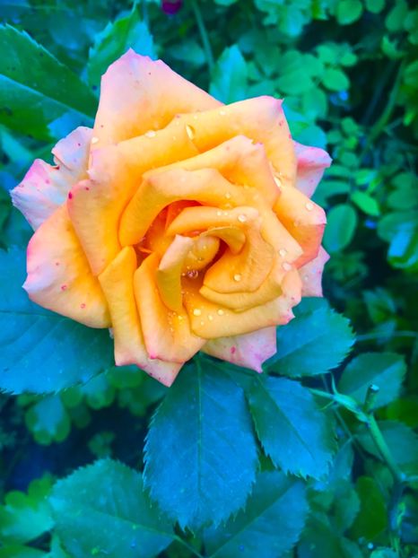 36F07CE2-5A3B-45DD-9FDF-E854AD1F107F - Trandafiri 2019 II