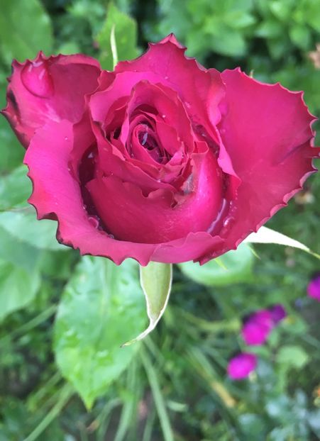 CB465D6A-6958-4CA6-BBE3-A72162F6270C - Trandafiri 2019 II