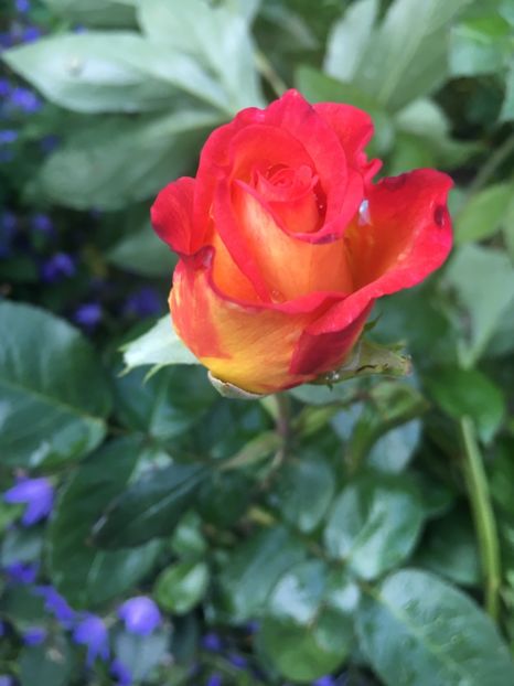 988CF0D8-623A-40CC-9BC4-8018A73A649E - Trandafiri 2019 II