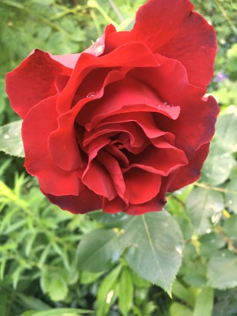 152C5F6C-B56F-4DA4-A272-18203785E352 - Trandafiri 2019 II