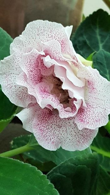 thumbnail - 2019-05-29T182716.755 - GLOXINIA 2019
