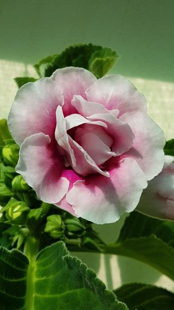 thumbnail - 2019-05-29T183502.098 - GLOXINIA 2019