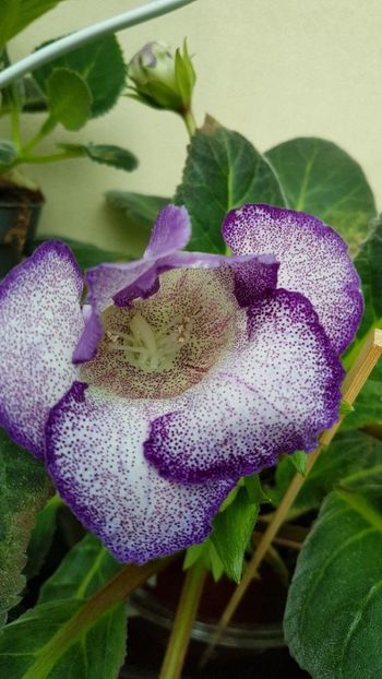 thumbnail - 2019-05-31T221118.830 - GLOXINIA 2019