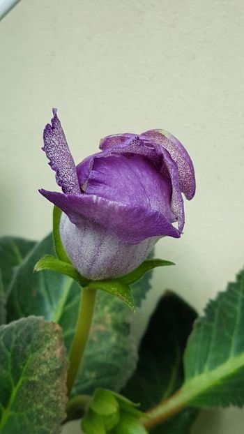thumbnail - 2019-05-31T221542.006 - GLOXINIA 2019
