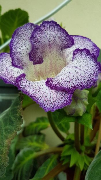 thumbnail - 2019-06-01T203834.693 - GLOXINIA 2019