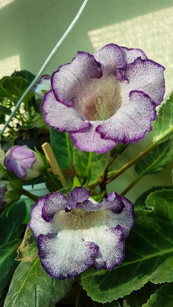 thumbnail - 2019-06-02T235322.568 - GLOXINIA 2019
