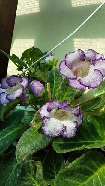 thumbnail - 2019-06-02T235332.489 - GLOXINIA 2019