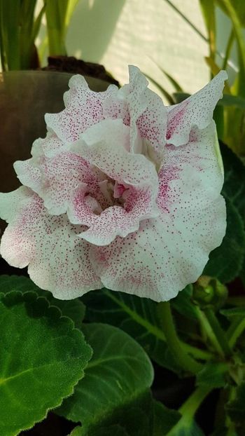 thumbnail (28) - GLOXINIA 2019