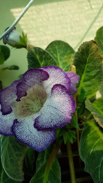thumbnail - GLOXINIA 2019