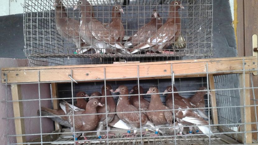  - De vanzare meulemans pe galben si pe rosu