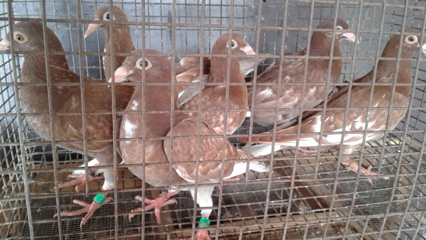  - De vanzare meulemans pe galben si pe rosu