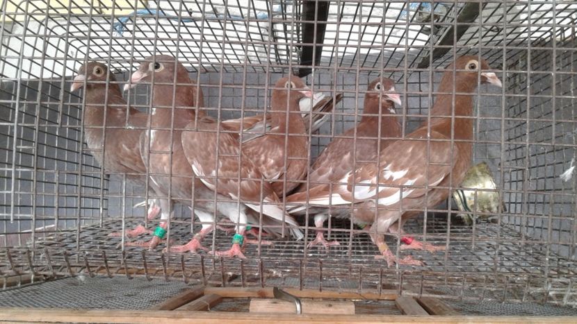  - De vanzare meulemans pe galben si pe rosu