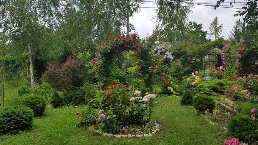  - 2019 Gradina Rozelor
