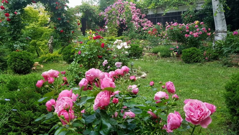  - 2019 Gradina Rozelor