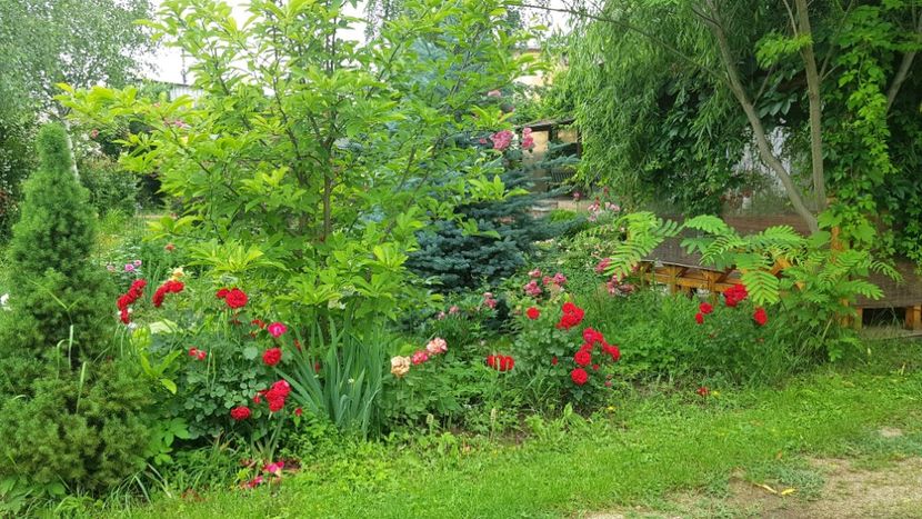  - 2019 Gradina Rozelor